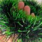 GUIRNALDAS VERDES (4)